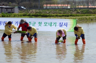 2018년 풍년농사 기원 울주군 첫 모내기 대표이미지