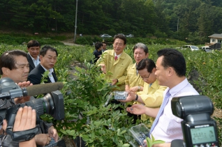 울주 블루베리 첫 수확 대표이미지