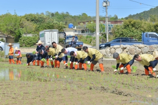 친환경쌀 생산단지 첫 모내기 시연회 대표이미지