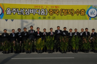 울주난(심비디움)중국(청도)수출 대표이미지