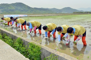 친환경 쌀 생산단지 첫 모내기 시연회 대표이미지