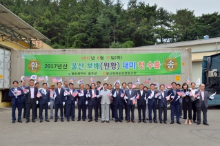 2017년산 울산 보배(원황) 대미 첫 수출 대표이미지